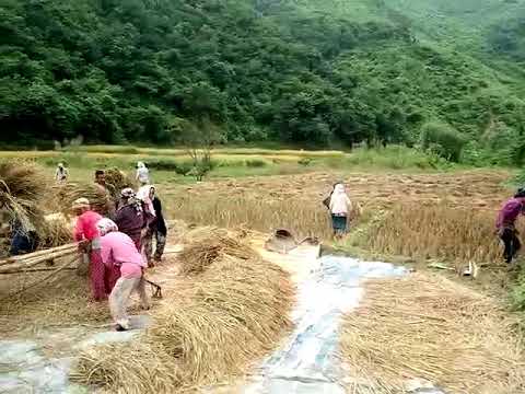 Harvesting Season at Kiphire