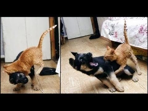 Angry Cats VS Dogs Funny Compilation 2020