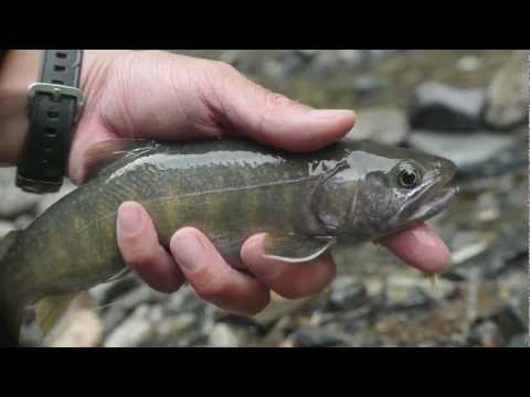 Japanese Char on Deer Hair Mouse Fly