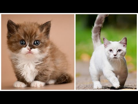 20 Interesting Munchkin Cat Facts
