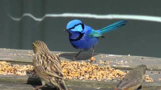 Splendid fairy wren, finches, aviaries, three stages of seasonal color