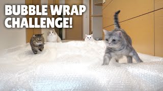 Bubble Wrap Challenge! Cats Try to Walk on Bubble Wrap!