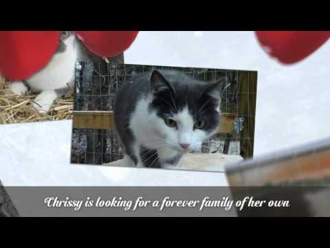 Chrissy, an adopted Domestic Short Hair in Bedford, VA_image-1