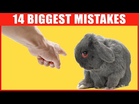14 Common Bunny Care Mistakes That You Should Avoid
