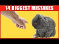 14 Common Mistakes Rabbit Owners Make