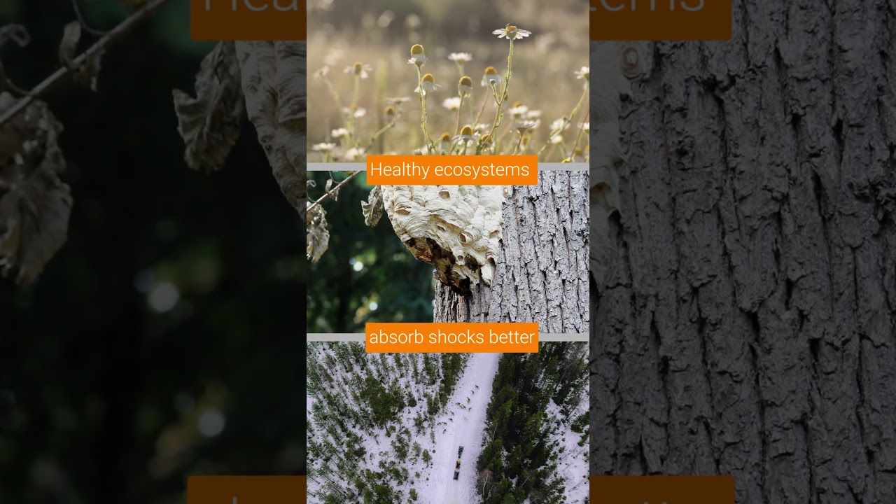 Celebrating Biodiversity