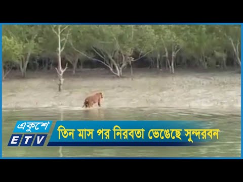 তিন মাস পর নিরবতা ভেঙেছে সুন্দরবন