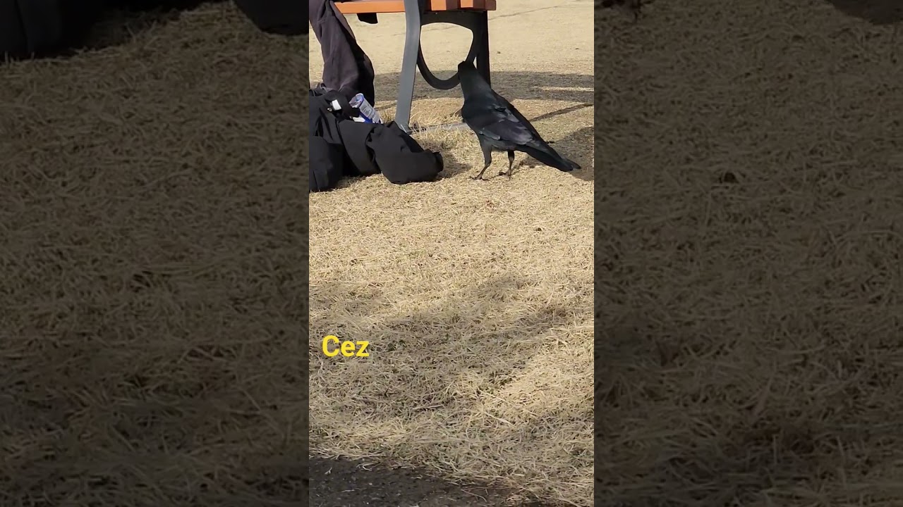 a highly famous intelligent birds large billed crow how he stilling food #birds #amazing #shortvideo