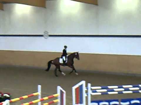 Uriko by Untouchable (Clooney KWPN), licensing Apr11