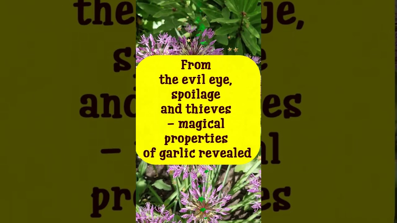 From the evil eye, spoilage and thieves - magical properties of garlic revealed