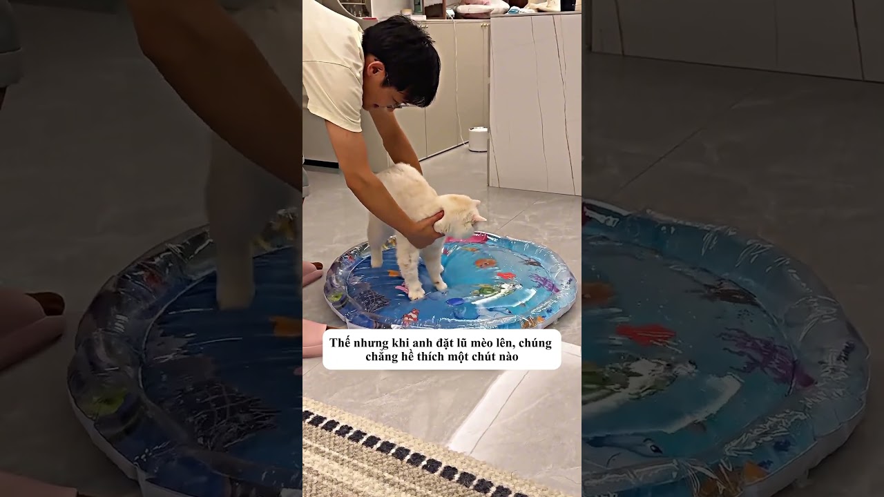 Tuyệt đối đừng mua giường nước cho mèo