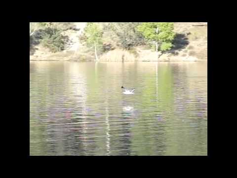 Slow motion Gull flying over water 300fps (long-run) Casio Ex-F1 V11064