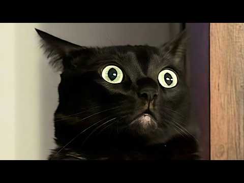Cat logic