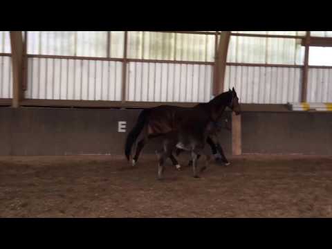 Rapphengstfohlen von Morricone