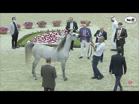 N 106 FAM AL ANDALUS   Sharjah International Arabian Horse Festival 2022   Mares 4 6 Years Old Class