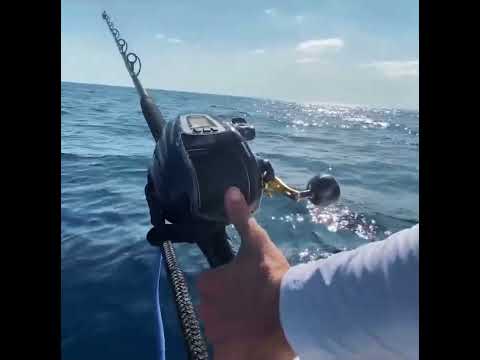 Epic Islamorada Fishing Frenzy!   Lobster, Mahi Tuna, Grouper Catch and Clean Cook | #shorts