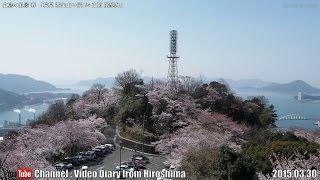 preview picture of video '広島の風景2015春 花見「黄金山の桜4/5山頂 展望台」03.30 Scenery of Hiroshima,Mt-Ougon Cherry blossom,Observation Deck'