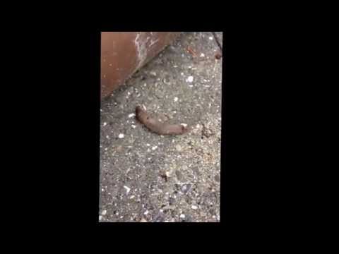 R Whatsthisbug