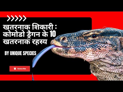 The Incredible World of Komodo Dragons | Face to Face with a Giant Komodo Dragon | Nature Bites