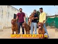 India’s Biggest French Mastiff Farm in Punjab😱