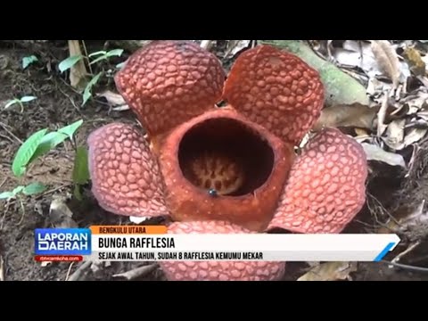 Sudah 8 Bunga Rafflesia Kemumu Mekar