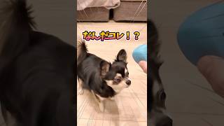 犬、ギンギン。 #犬との暮らし #chihuahua #dog #チワワ #癒し