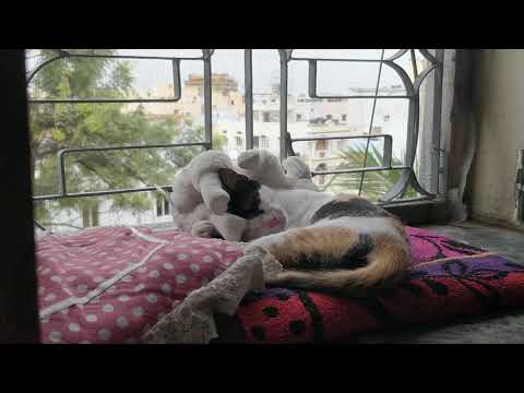 cat lives in my mind rent free