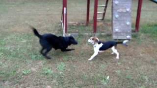preview picture of video 'Dog Race - Black Lab vs. Beagle - Kid loses'