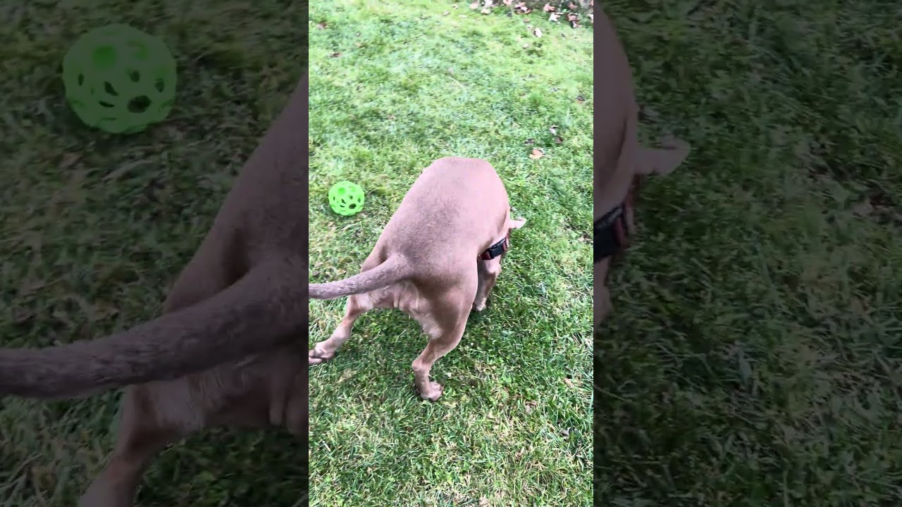 Olive, a Adoptable mixed breed in Ithaca, NY video 4/5