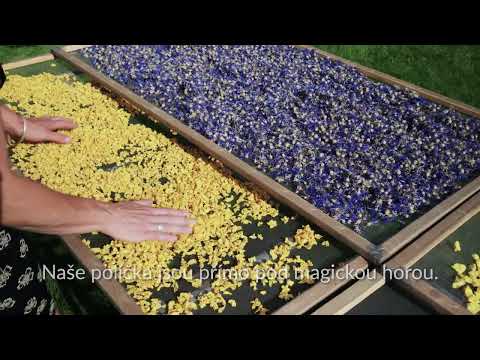 Od semínka - Certifikace kosmetiky z BIO bylinek od Blaníku