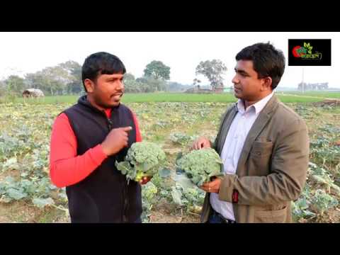 ক্যান্সার প্রতিরোধী সবজি  ব্রকলি(Broccoli)- ১৫ হাজার টাকা খরচে ২ মাসে কৃষকের আয় ৮৫ হাজার টাকা