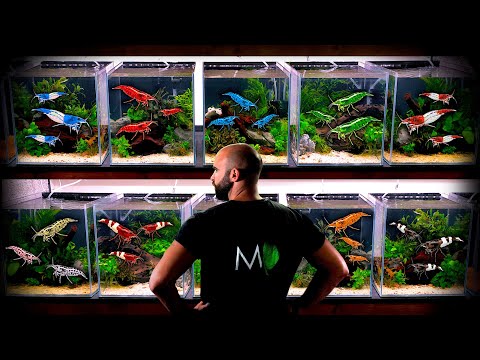 Making 6 Shrimp Tanks: GOING NUTS FOR SHRIMP!