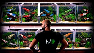 Making 6 Shrimp Tanks: GOING NUTS FOR SHRIMP!