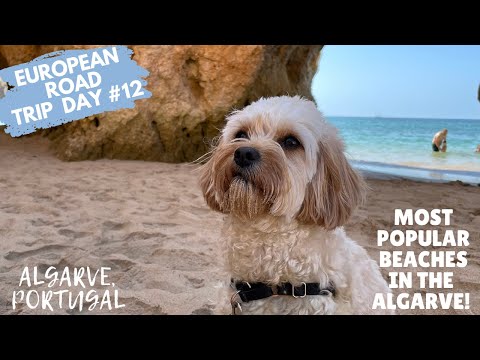 Visiting One of the Most Beautiful Beaches in the Algarve with My Dog! | Cavapoo Puppy Travels!