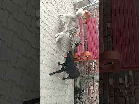 husky scary frm Balck dog