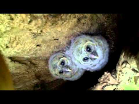 barred owl chicks