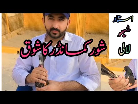 Ustad Mitthu Lali|| Shor Commander kabutar ka shauk|||Pigeon Club Shahpur