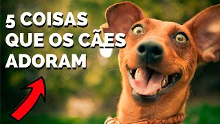  5 COISAS QUE OS CACHORROS ADORAM. 