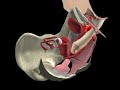 Anatomy Of Female Sexual Pleasure 3D View
