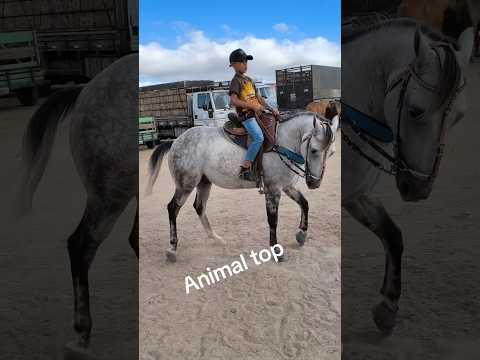 Animal top a venda na feira de cavalo 🐎 em Cachoeirinha PE