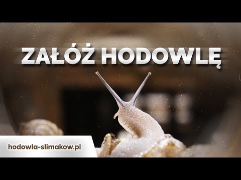 Jak rozpocząć Hodowlę Ślimaków