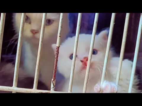 Masoom Qaidi #shortvideo #cat #youtuber #catlover #laddu #ladduladdu #viralladdu #worldwide #cat