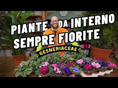 Come si cura la Viola Africana Saintpaulia, Streptocarpus saxorum, Pretty Turtle, e le Gesneriaceae