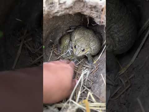 O SAPO É BRAVO 😳😱🐸#shorts