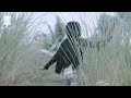 Jovita Aurel Sambel Terasi Official Music Video