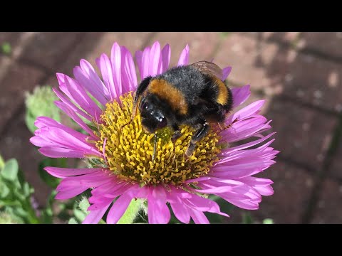 Captured a Furry Bumble Bee Pollinating Flowers