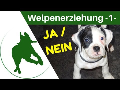 Welpenerziehung Teil 1 - JA / NEIN & anschauen üben