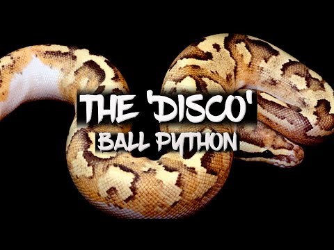 The misunderstood 'Disco' ball python!
