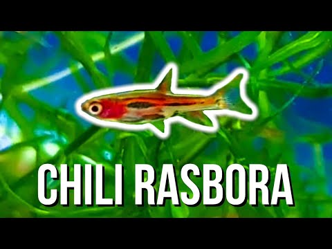 CHILI RASBORA CARE – Best Tiny Fish for 5-Gallon Tanks?