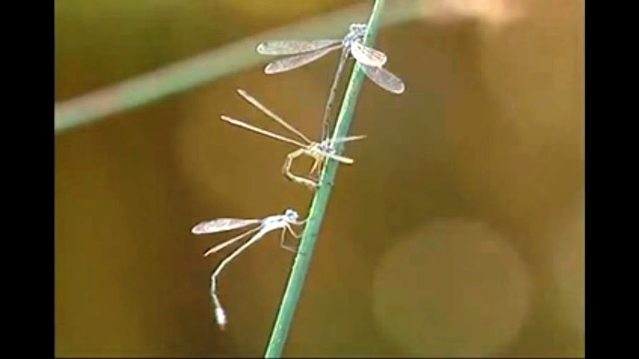 O Mundo Secreto dos Jardins - 15 - Libélulas
